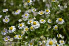 Erigeron annuus